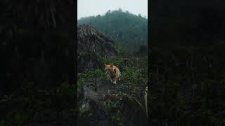 A peaceful moment in the Vietnamese mountains #shorts #vietnam #adventure #backpacking #hiking