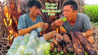 🐟 Catching Snakehead Fish in the Fields & Cooking Straw-Grilled Snakehead Fish! 🌾🔥