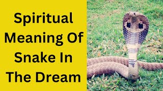 Snake dream, meaning of Snake in the dream.. My Contact...