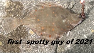 first plaice of 2021 from the gynn wall