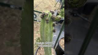 Can’t wait to see these bloom! #cactus #sanpedro #cactusbloom #trichocereus #gardening