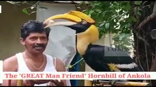 The great man friend hornbill bird of ankola,karwar