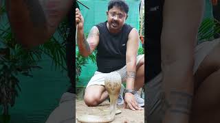 सबसे तेज़ी ज़हर असर करने वाला साँप | #shjorts #snake