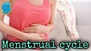 Menstrual cycle (በአማርኛ)