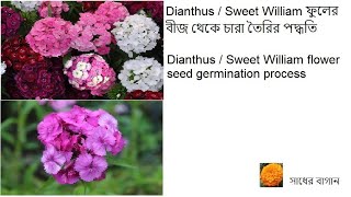 Dianthus / Sweet William ফুল এর বীজ থেকে চারা তৈরির পদ্ধতি