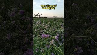 اسم این گل را کسی میداند