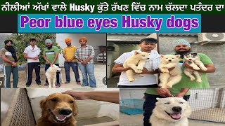 Husky dog | blue eyes husky | All type husky dogs | Peor Golden retriever dogs | Chaudary dog farm