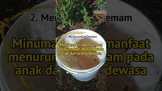 manfaat dan khasiat minum air nira dari pohon kelapa