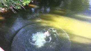 Seton Bridge Jumping