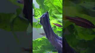 paskai rainbow fish  | blue eye | rainbow fish | Red Neon Blue Eyes | planted tank  #aquarium #fish