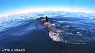 Wild Orca Killer Whales Swimming in HD - Compilation