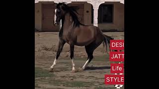 Best Horse Dance ever #horse #2024 #viralvideo #yt