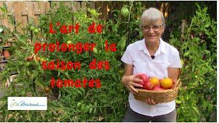 L'art de prolonger la saison des tomates