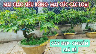 30/05. Mai Siêu Bông Sài Gòn, Bình Lợi, Cúc Thọ Hương, Nhị Ngọc Toàn Giá Rẻ.☎Trang 0971.118.064