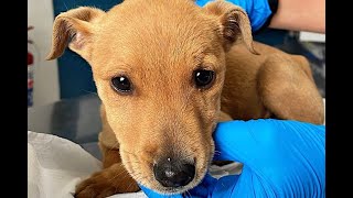 Can You Help Us Save Sophie the Parvo Puppy?