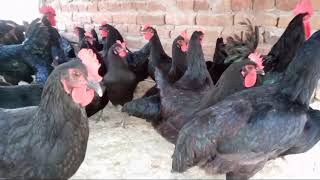 Australorp  Chakwal ando wali murghiyan //all sold /