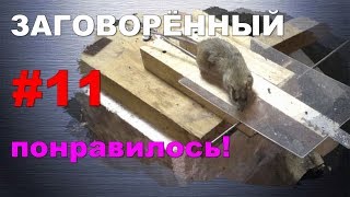 #11. Охота на крыс с ловушкой “HWRAT-MAGNET“. Заговорённый. Понравилось