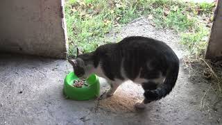 my village cats, coaxing them to eat