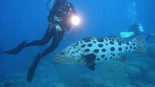 Австралия. Тайны Кораллового моря. Australia. Diving safari club "Seacat"