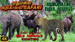 🔥Thrilling Leopard Sighting | Mudumalai Safari Early Morning @SimbaaVlogs