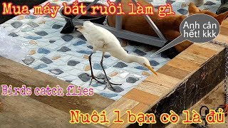 Nuôi cò để bắt ruồi, diệt ruồi (Birds catch flies)