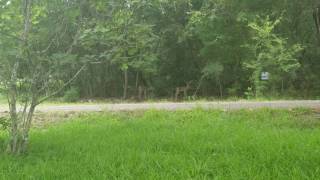 Another Visit from the Neighborhood Fawns