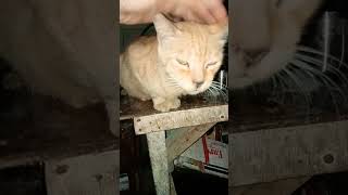 #cat #youtubeshorts #viral #viralvideo #viralshorts #viralshort