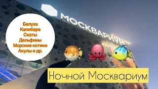 Ночной Москвариум | Белуха подмигивает | Капибара спит| Скаты веселятся