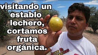 Visitamos establo lechero , fuimos a cortar fruta