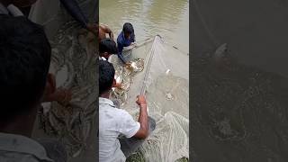 ১০০কেজী মাছ ধরলো কী ভাবে জাল দিয়ে Amazing Fish#video #funny #comedy #amazingfish #amazingfishing