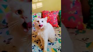 Cutest Video 😂#cute #cat #short