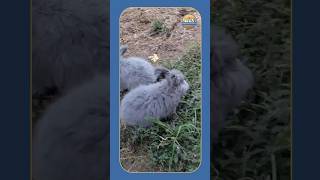 Cute Angora rabbit ❤️ #explore #exotic #animals #pets #ytshorts #rabbit #angorarabbit #shorts #cute