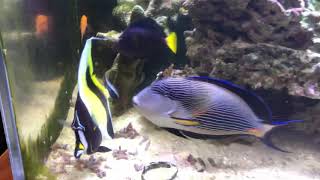 Moorish Idol 5 Year Update