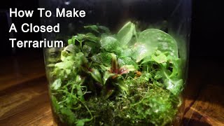 How To Make A Closed Terrarium!