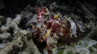 Cuttlefish Weird Camouflage! #cuttlefish #ocean #cephalopod #camouflage #ningaloo #diving