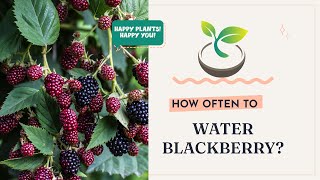 🍀🫐How Often to Water Blackberry?