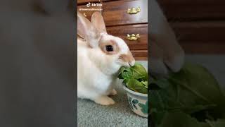 Slow eating bunny Tik tok