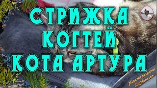 Стрижка когтей у кота Артура