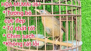 361. Mi Mái 2 tháng lồng chim tướng bộ đẹp, tố chất tốt, chuẩn chim sạch, không tật lỗi. #0374961666