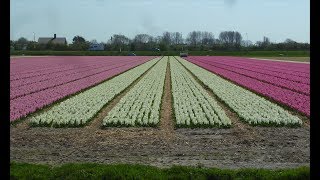 2018 Tulpen uit Noordwijkerhout