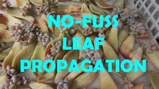 NO FUSS LEAF PROPAGATION