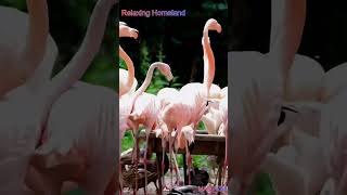 Fighting for Food 🩸Flamingo 🦩 VS Duck 🦆 #shorts #viralvideo #viralshorts #shortvideos