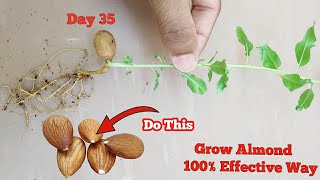 Secret Of Growing Almond plant In 7 Days बादाम उगाने का इससे बेहतर तरीका कुछ नही #AlmondPlant