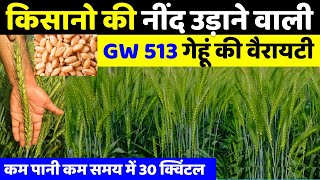 GW 513 Gehu ki Variety | जी डब्लू 513 की पूरी जानकारी | gehu ki best variety🌾wheat top variety