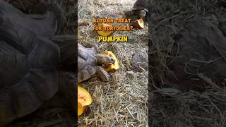 Tortoise eating pumpkins! 🎃 #reptiles #tortoise