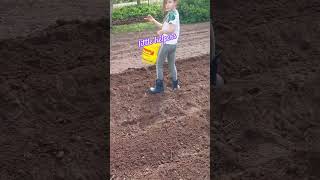 Life in Latvia# life in the countryside# planting potatoes#little helpers