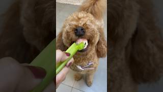 Crunchy Celery doggy asmr!