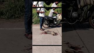 A fox accident happened on the highway | झाला कोल्ह्याचा एक्सीडेंट | #fox news