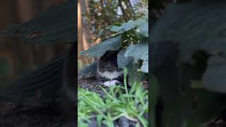 Under the leaf #shortvideo #dog #doge #cat