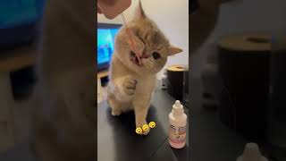 trend tiktok video komik kedi